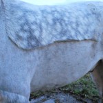 Plaiting a Tail For Dressage