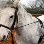 Basic Horse Care Lunging Roller (www.basic-horse-care.com)