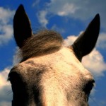 Horse and clouds