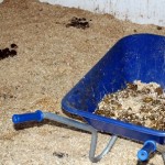 Mucking Out Shavings Dirty (www.Basic-Horse-Care.com)