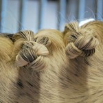 Plaiting a Tail For Dressage