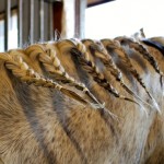 Dressage Plaits