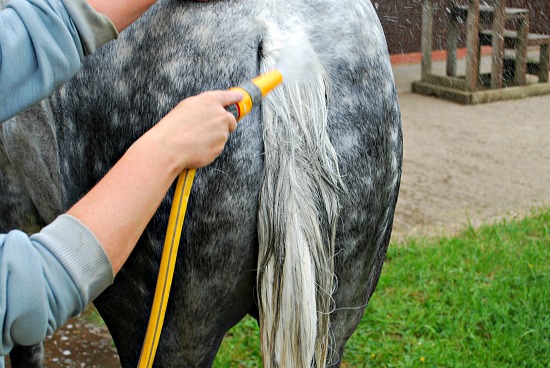 Washing tail (www.Basic-Horse-Care.com)