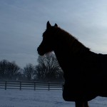 Basic Horse Care Snow Silhouette (www.basic-horse-care.com)