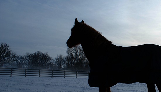 Basic Horse Care Snow Silhouette (www.basic-horse-care.com)
