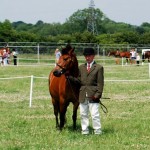 In Hand County Show (www.Basic-Horse-Care.com)