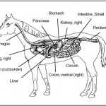 Horse Diagram