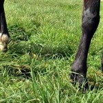 Horse Feet on grass