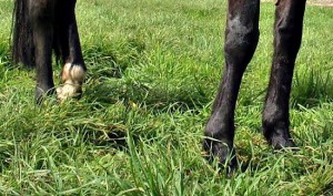 Horse Feet on grass