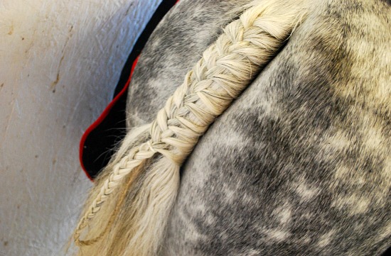 Plaiting a Tail For Dressage