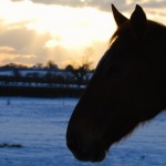 Horse Silhouette