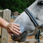 Horse Suncream (www.Basic-Horse-Care.com)