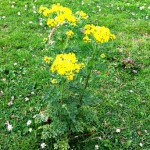 Ragwort in a paddock